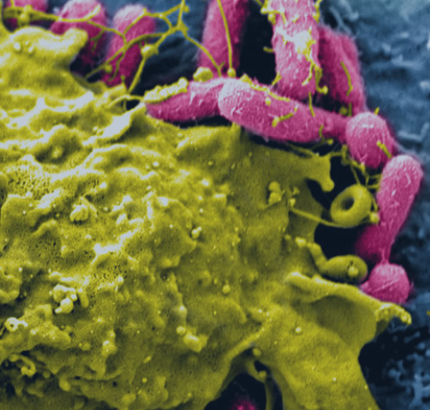 MIST Consortium's Picture